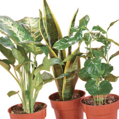 Assorted Tropical Foliage 4 in (ea)