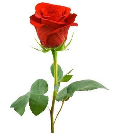 Single Long Stem Red Rose Flower