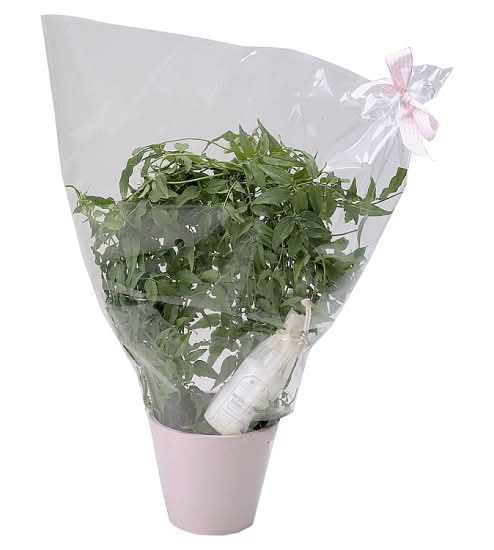 Gift Wrapped Scented Lily