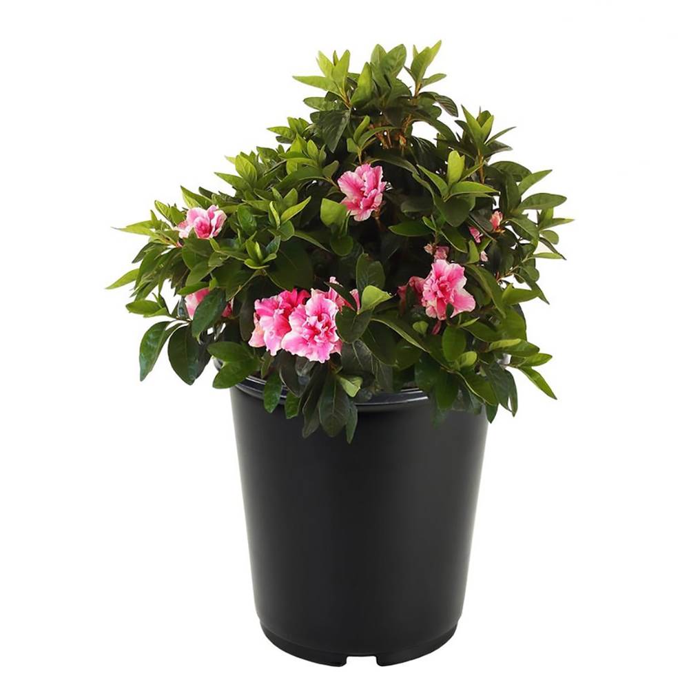 Lowe's Multicolor Azalea Flowering Shrub in 2.5-Quart Pot | 8291Q