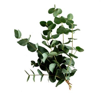 Bouquet Combines Seasonal Varieties Of Eucalyptus - 6 LB