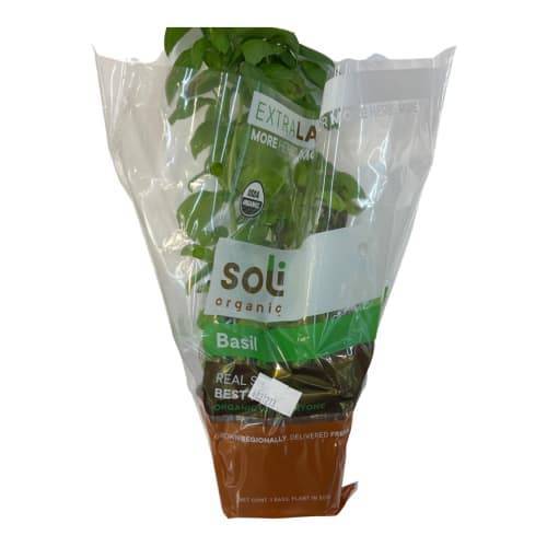 Soli Organic Potted Extra Large Basil (1 ct)