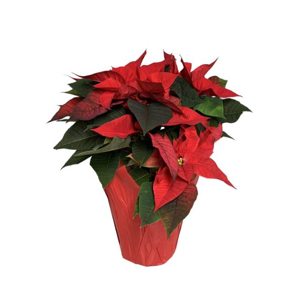 Poinsettia Plant, 4 ft