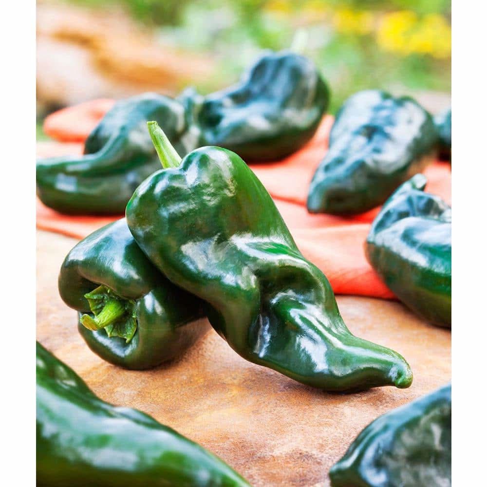 Bonnie Plants 19 Oz. Organic Poblano-Ancho Pepper Plant