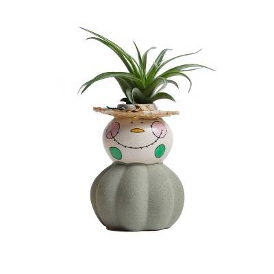 Live Tillandsia Plant in Green Harvest Harry Planter