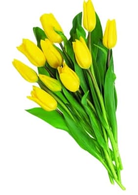 Tulips, 10 Stem 1.0 EA
