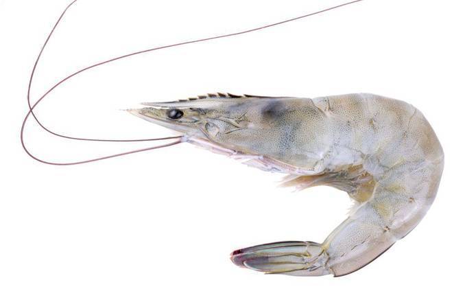 Raw Shrimp
