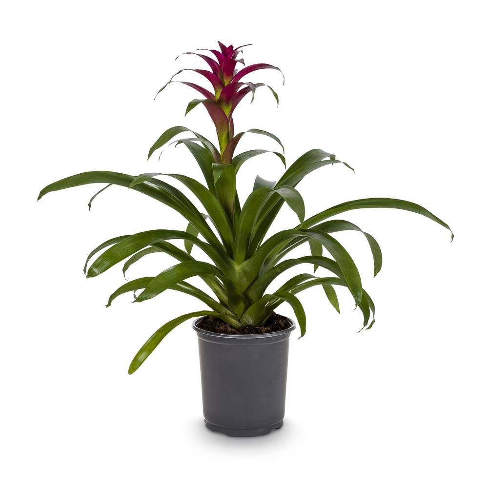 Lowe's Bromeliad Shrub in 1.41-Quart | 507065