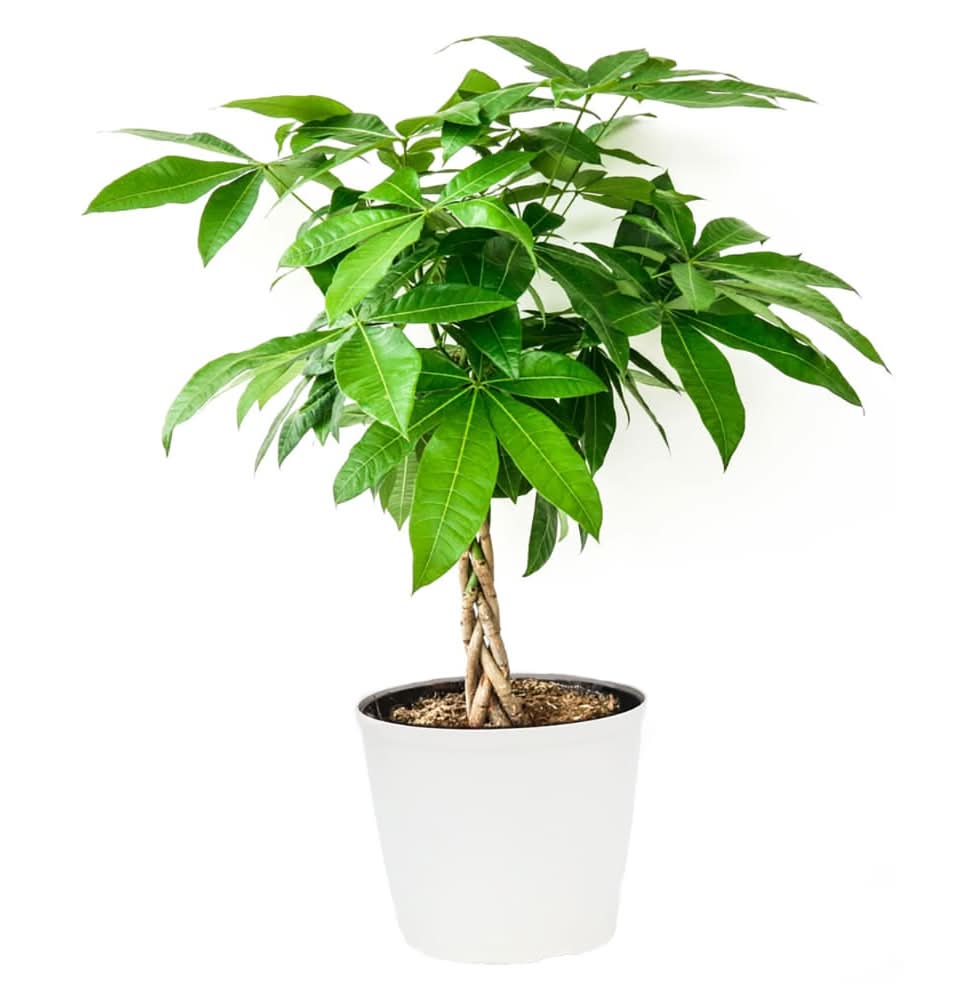 Money Tree