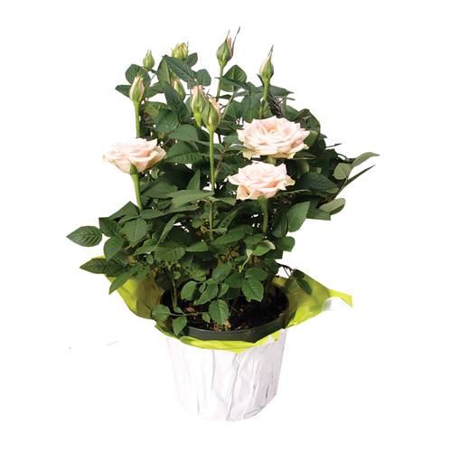 Potted Mini Roses 4-Inch