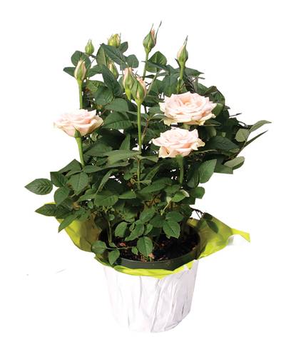 Potted Mini Rose Plant, 4 in