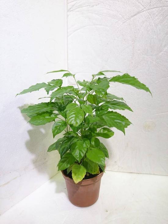 旺旺樹又稱幸福樹 3吋/塑膠盆 (44號攤-陳允花研所/A004-15)