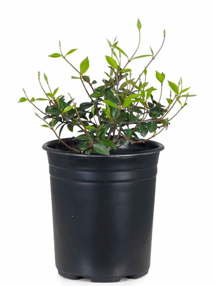 Lowe's Yellow Asian Jasmine Plant in 1 -Pint Pot 1 -Pack