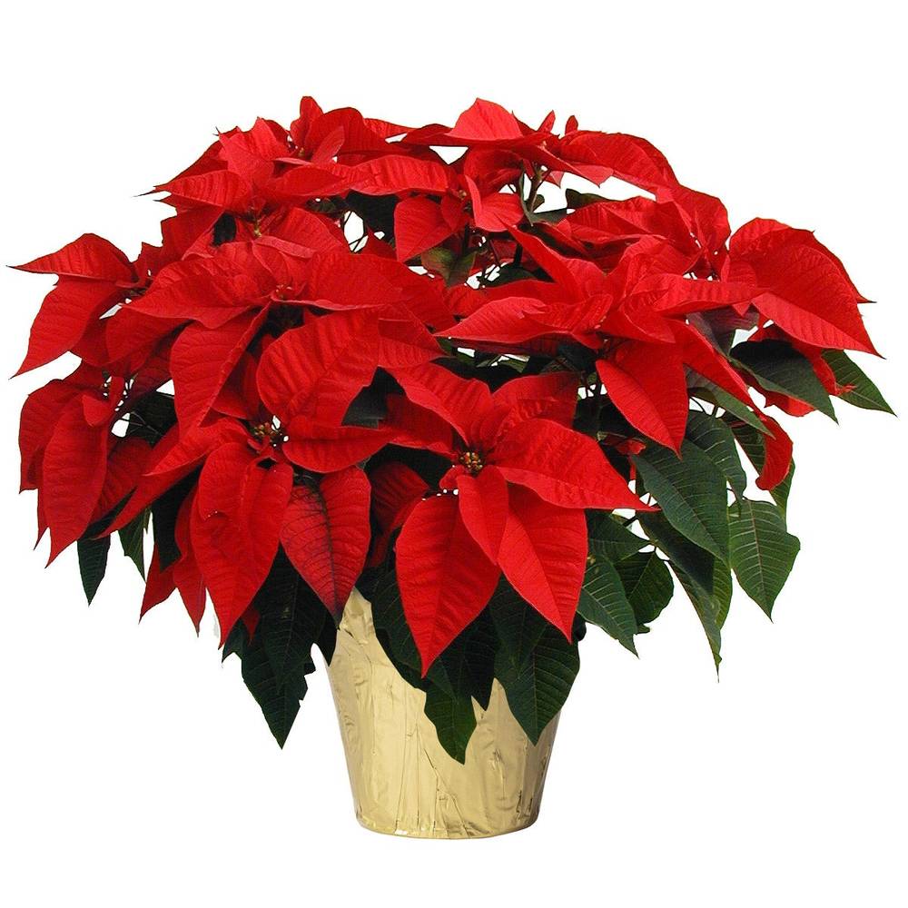 10" Poinsettia