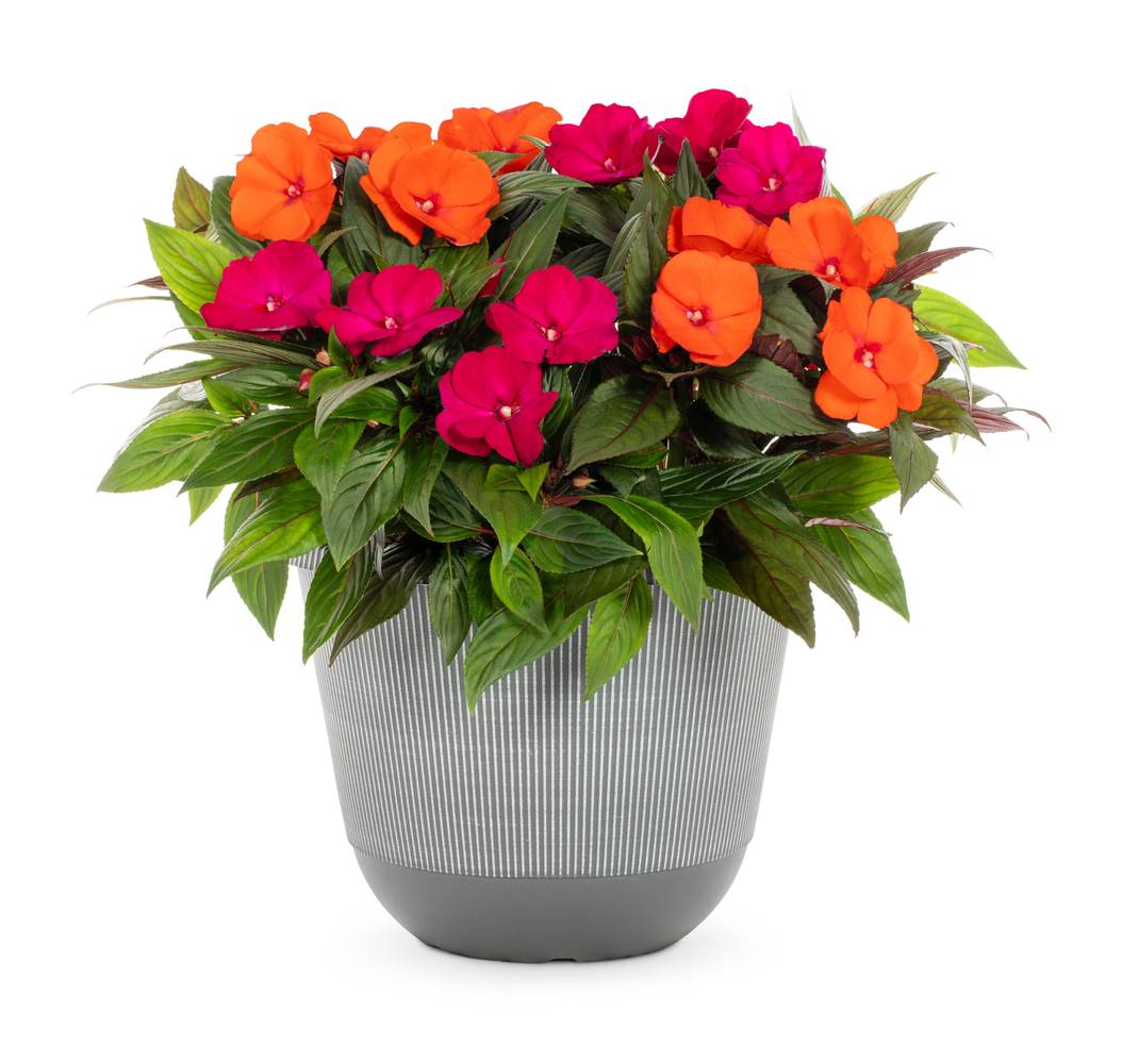 Lowe's New Guinea Impatiens in 2.5-Gallon | NURSERY