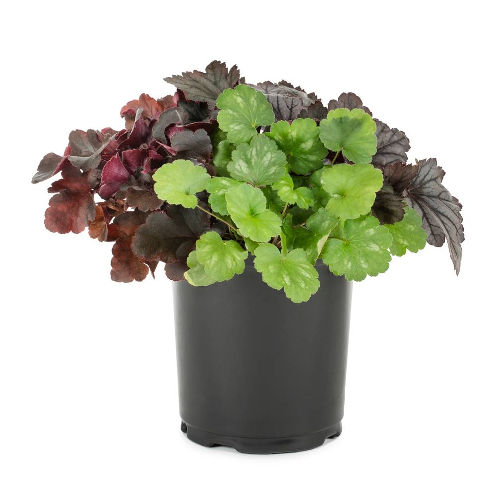 Lowe's Coral Bells Plant in 2.5-Quart Pot | 418250