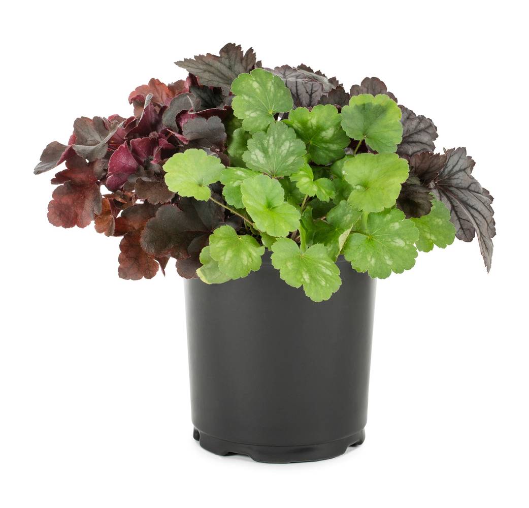 Lowe's Coral Bells Plant in 2.5 -Quart Pot 1 -Pack | 418250