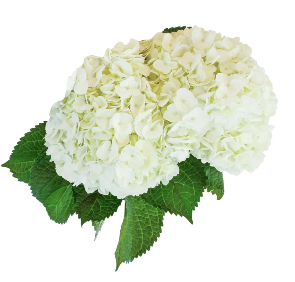 Premium Hydrangea - White