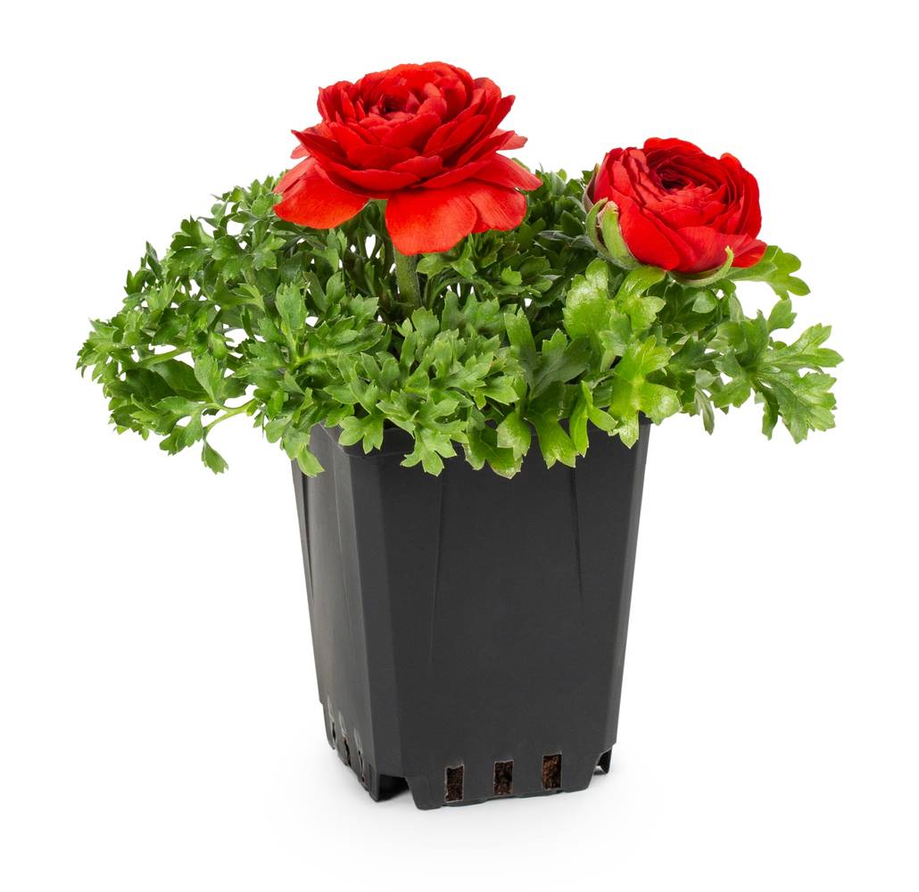 Lowe's Multicolor Ranunculus in 1-Pint Pot | NURSERY