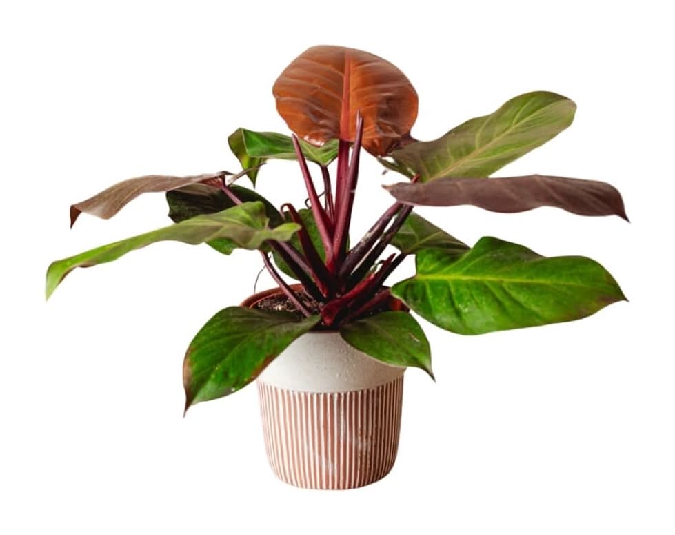 LiveTrends Tilled - Assorted Premium Foliage House plant in 36 Ounce(s) Pot 1 -Pack