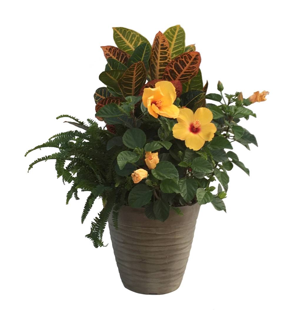 Lowe's Tropical Combo 3 Gallon Planter