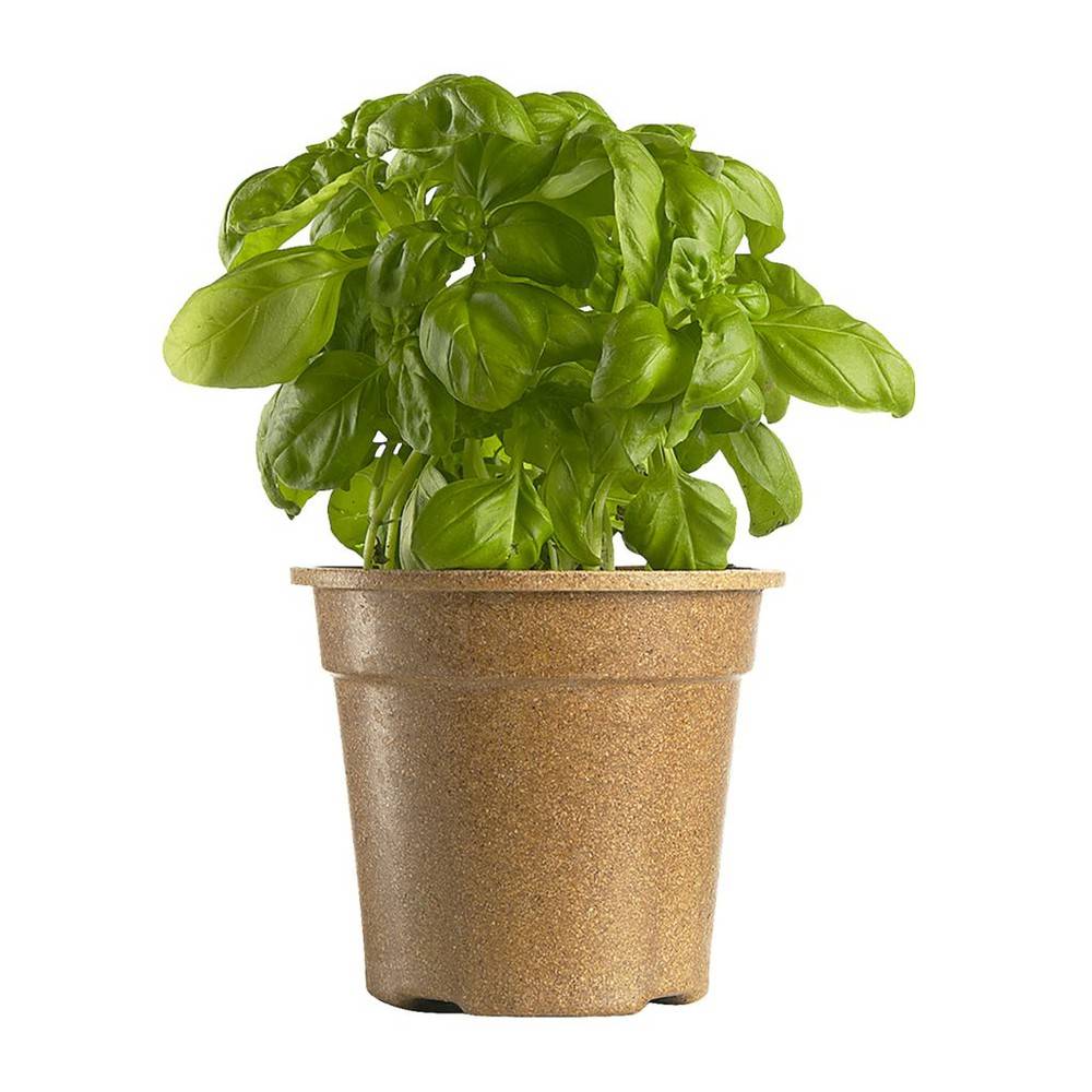 Freeman Herbs Organic Potted Basil