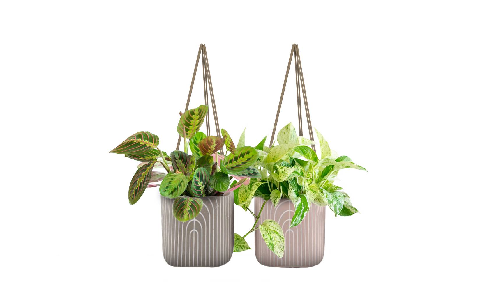 LiveTrends Dome Hb- Assorted Foliage House Plant in 12-oz Hanging Basket | ASB05789