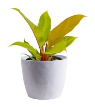 Vigoro Philodendron Plant in Decorative Pot Delivery Near Me | Order Online  | Uber Eats