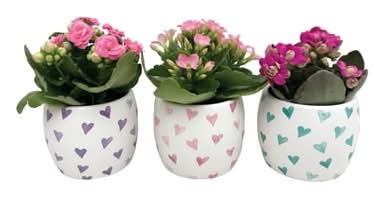 Mini Kalanchoe 1.0 EA