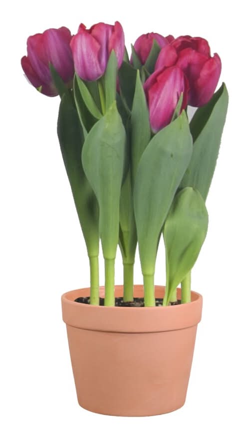 Assorted Bulbs in Clay Pot