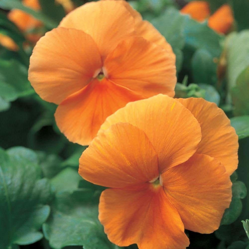 Altman Plants 4.73 L Orange Pansy Hanging Basket