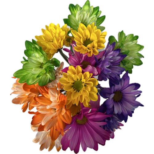 Crazy Daisy Mums Spray 5 Stem