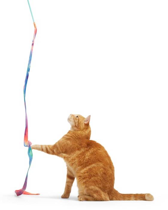 leaps & bounds cat toys
