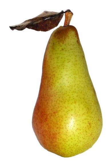 Pera Conference Biológica