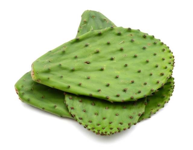 Nopales Cactus Leaves