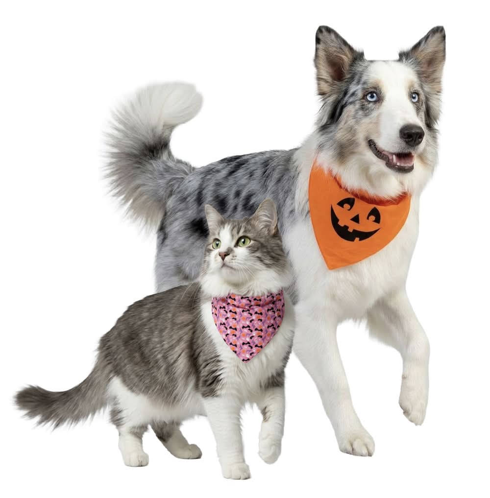 Play On Halloween Bandana Set Dog or Cat Accessories