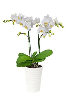 POTTED ORCHID