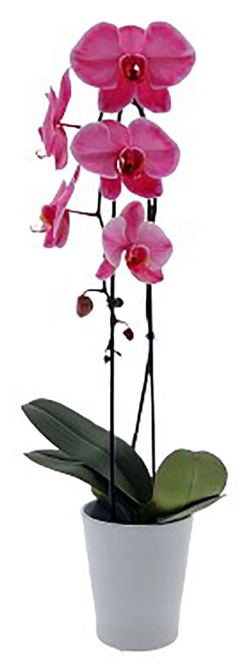 Colorfuze Orchid Plant, Assorted Colors, 5 In