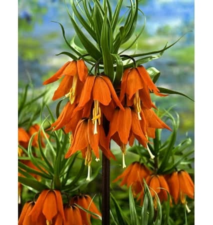 Tasc Imperialis Rubra Maxima