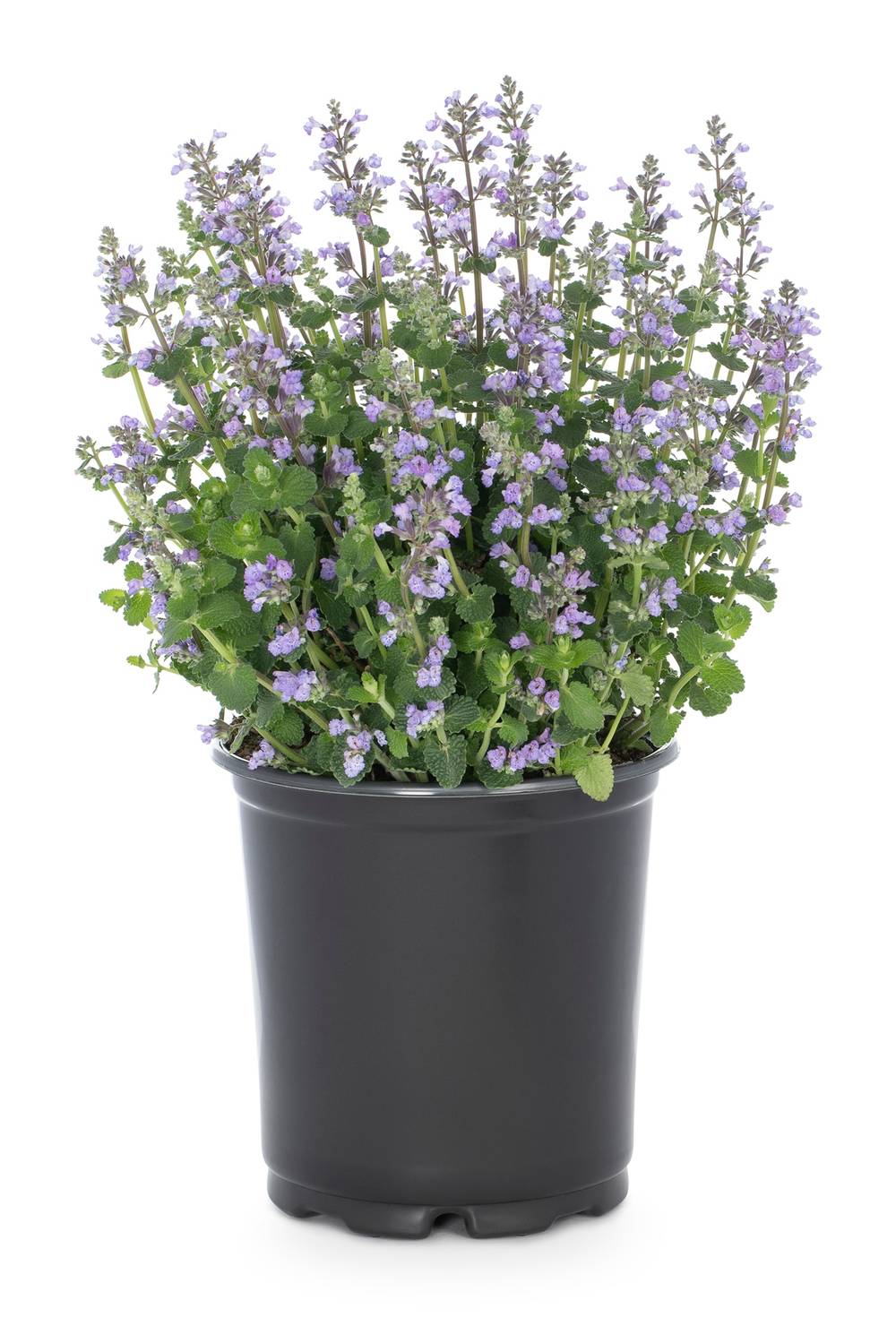 Lowe's White Catnip Plant in 2.5 -Quart | NURSERY
