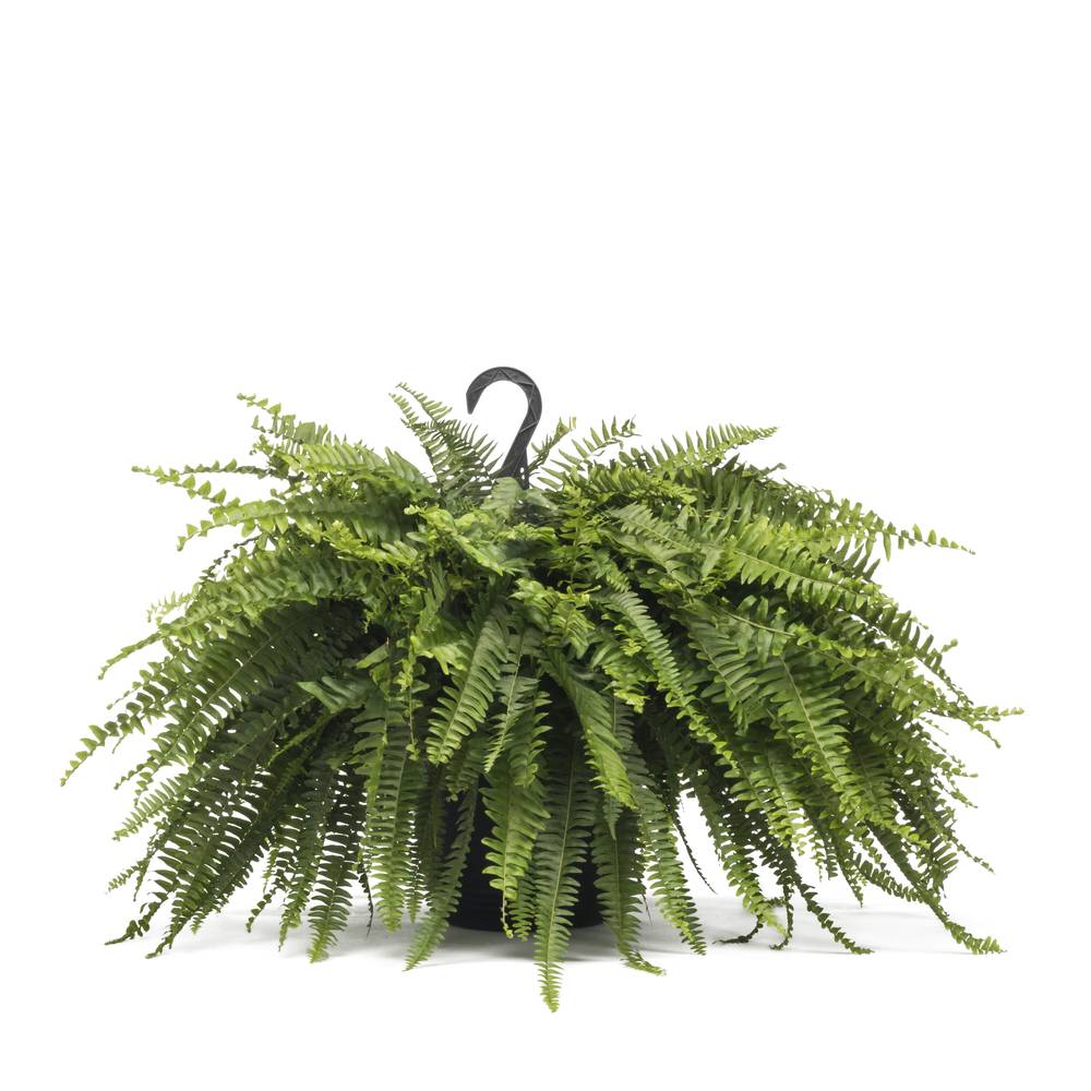 Lowe's Boston Fern in 1.5-Gallon Hanging Basket | NURSERY