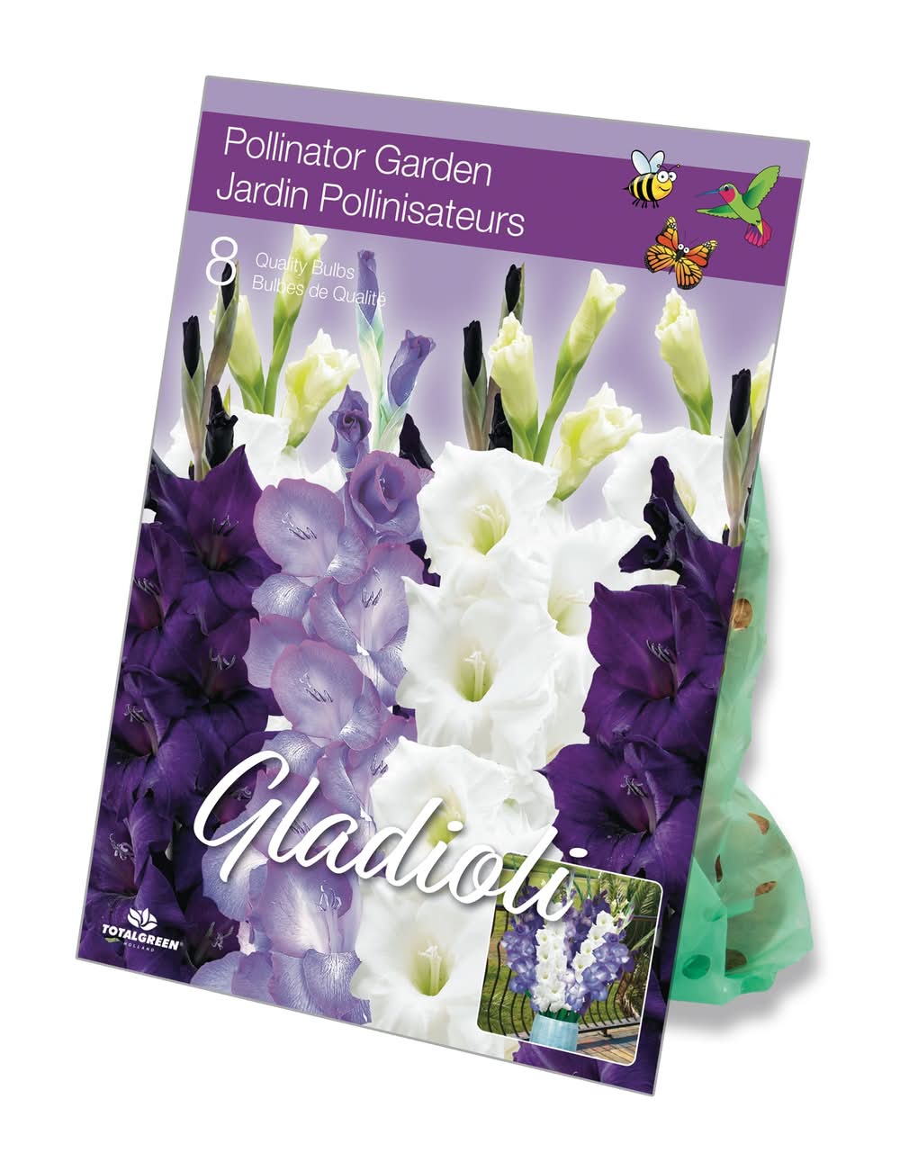 Pollinator Garden Flower Bulbs (Purple Gladioli)