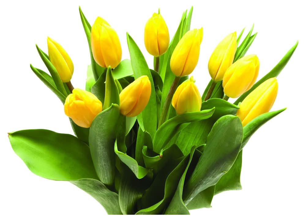 Fresh Cut Yellow Tulips (10 ct)