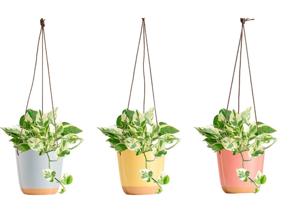 Potted Vista Foliage