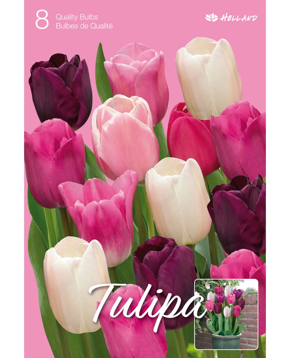 Tulip Bulbs (Light Yellow)