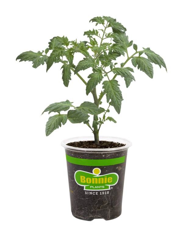 Bonnie Plants Bush Early Girl Tomato, 19.3 oz., Live Plant