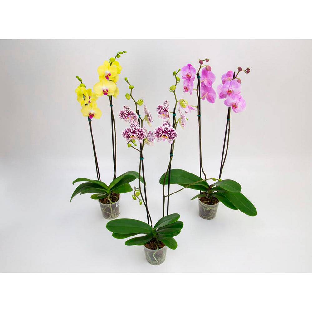 Holambra · Flor phalaenopsis