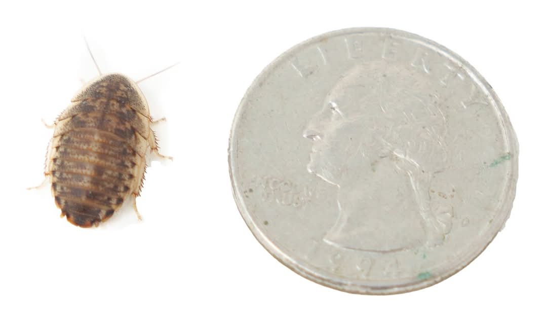 Dubia Roaches - 50 Count Medium (Size: 50 Count)