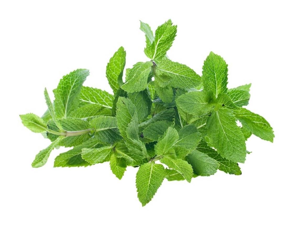 Menthe fraîche