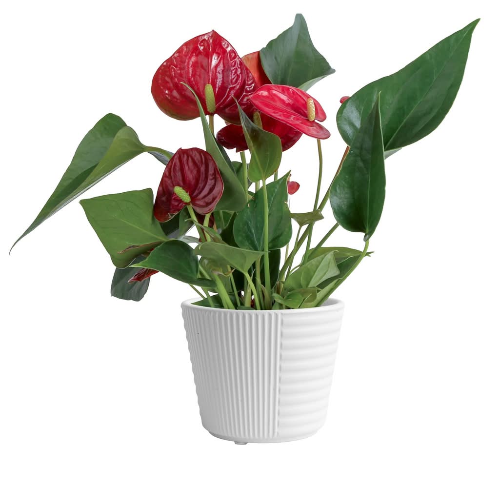Costa Farms Red Specialty Anthurium House plant in 14 Ounce(s) Planter 1 -Pack